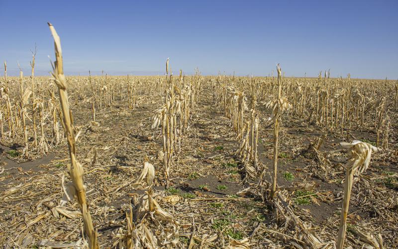 Scattered weeds emerge from a no-till corn field in Kennebec.