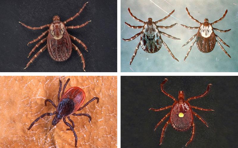 Four common South Dakota ticks: American dog, Rocky Mountain wood, blacklegged and Lonestar.