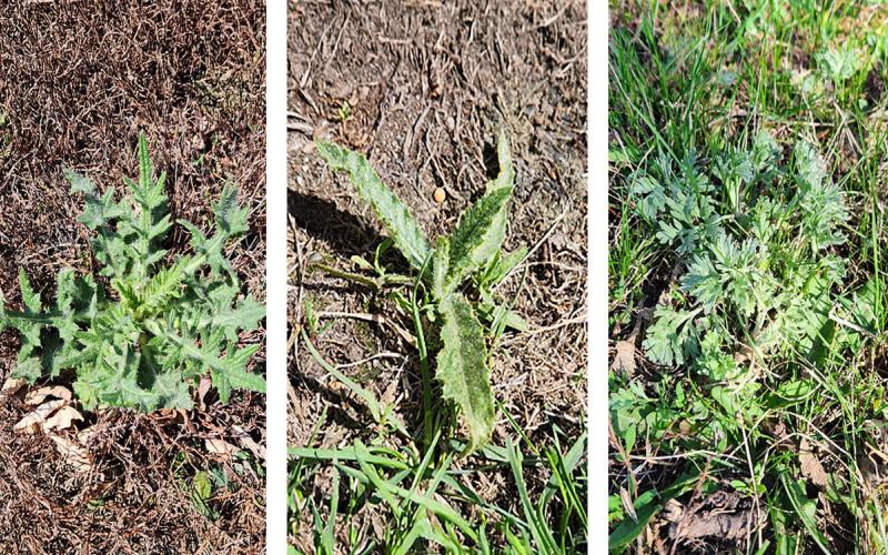 Bull thistle, Canada thistle, and absinth wormwood emerging in early spring.