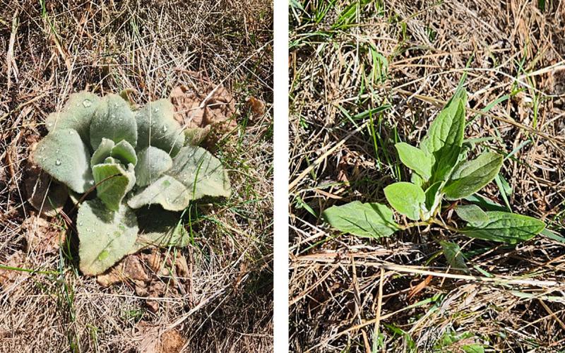 Early germinating rosettes of common mullein and houndstongue.