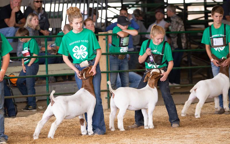 4-H youth presenting goats in a show ring.
