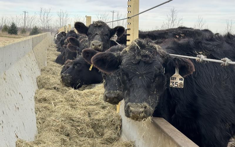 Black cattle heads poke out of a fence into a cement feeding trough filled with hay