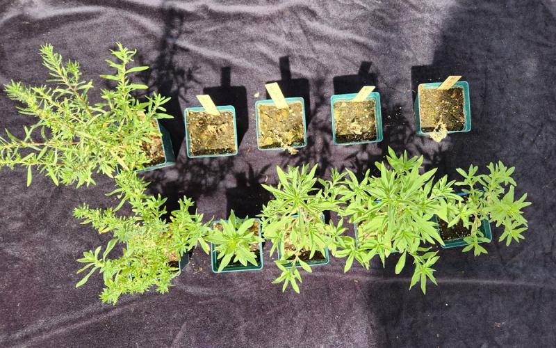 Ten small green pots with brown dirt and green kochia plants within with a black background.