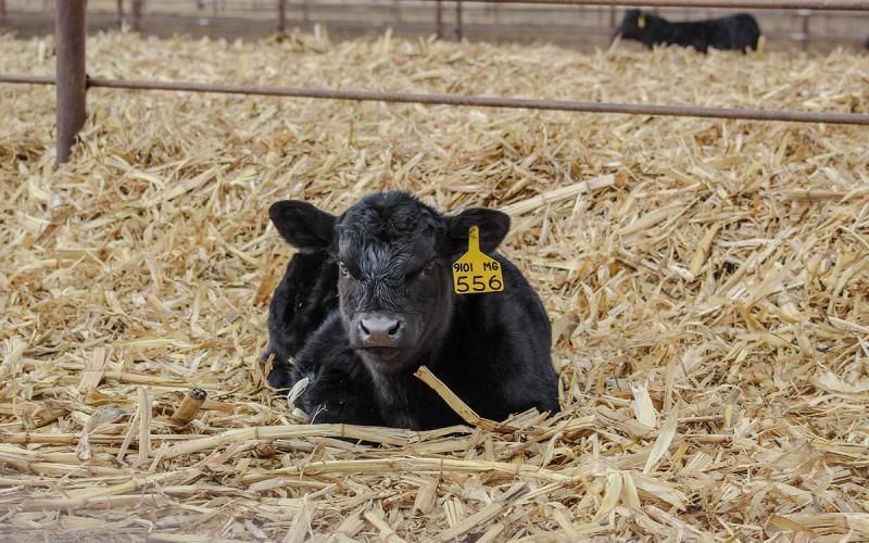 Black angus calf resting in a pen.