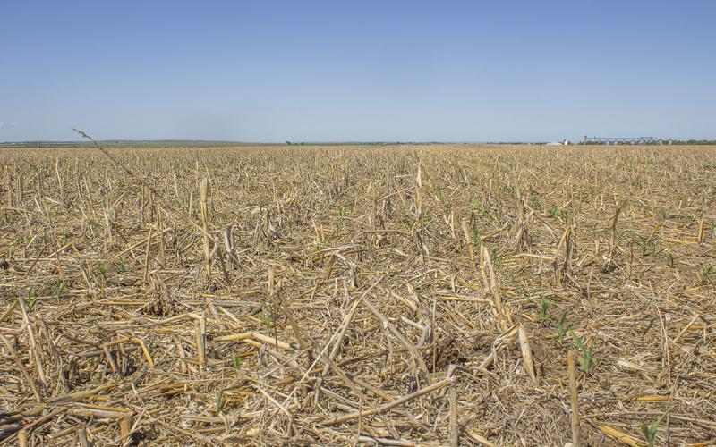 Corn plants and scattered weeds emerge from a dry, no-till field.