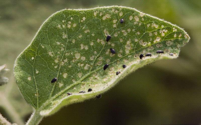 Green plant leaf with several small, black beetles on it.