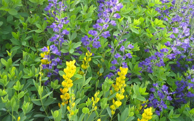 baptisia plant with green, cane-like braches with yellow and purple flowers