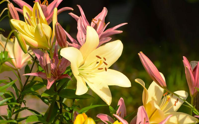 Pink and light-yellow lilies blooming in a garden.