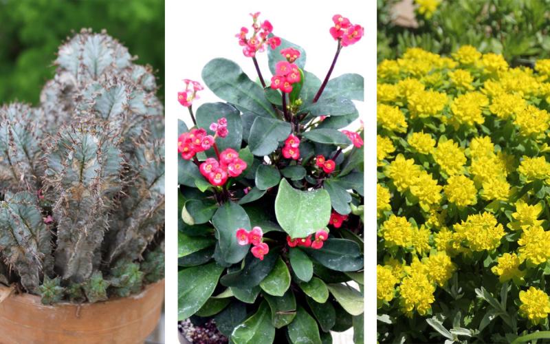 Poinsettia relatives: Euphorbia horrida, crown of thorns, and Euphorbia polychrome.