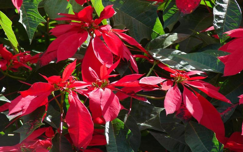 Cluster of bright-red poinsettia flowers in bloom.