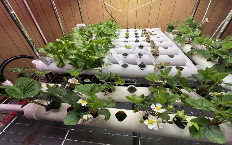 Hydroponic growing system Example of a small-scale hydroponic growing system growing different varieties of herbs and lettuce