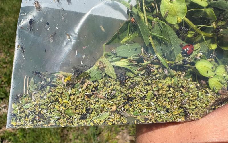 Plastic bag containing numerous green larvae.