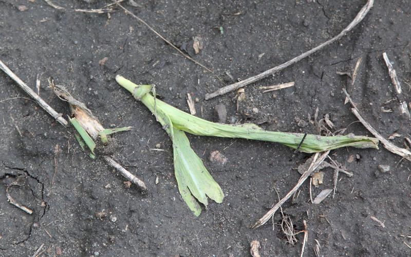 A small green corn plant that has been cut and is laying on the ground.