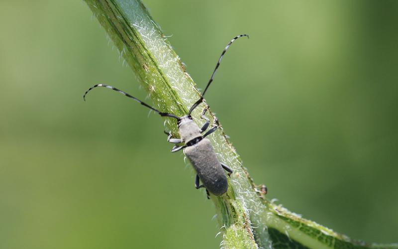 Gray beetle with long antennae.