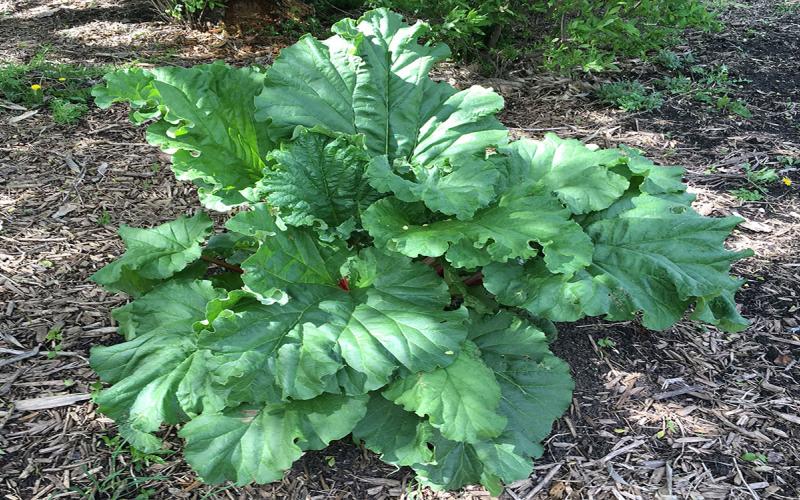 Rhubarb plant with broad, green leaves.