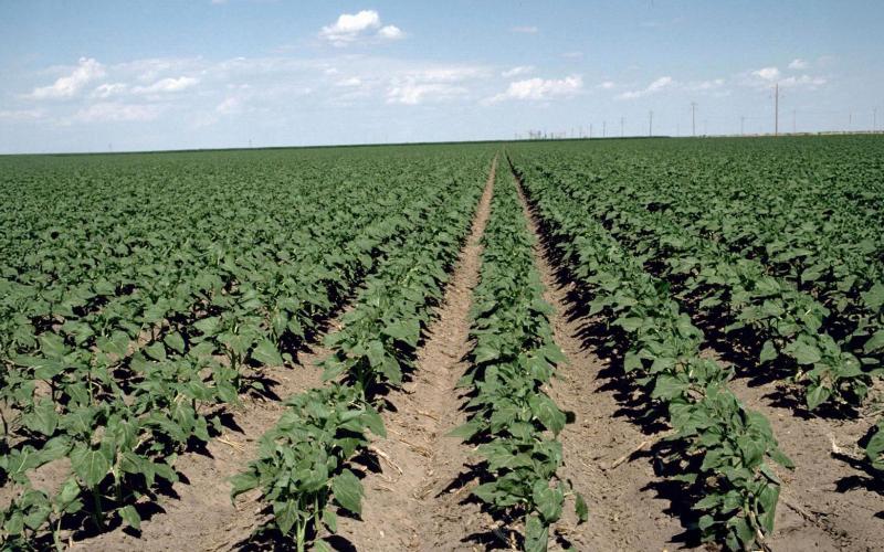 Young sunflower plants emerged in a vast field.