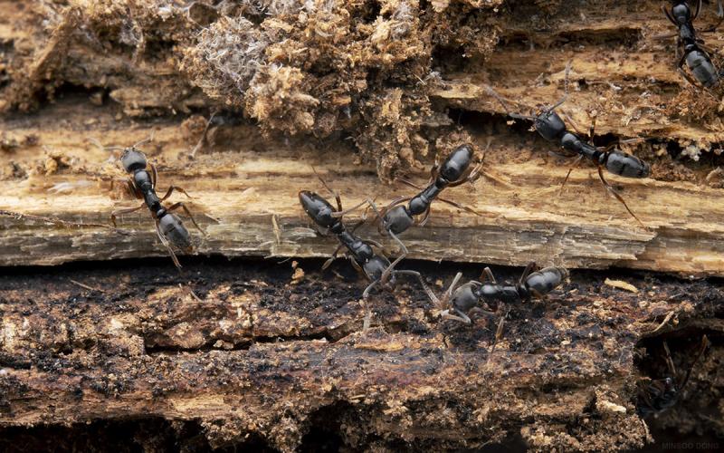 A nest of Asian Needle Ants.
