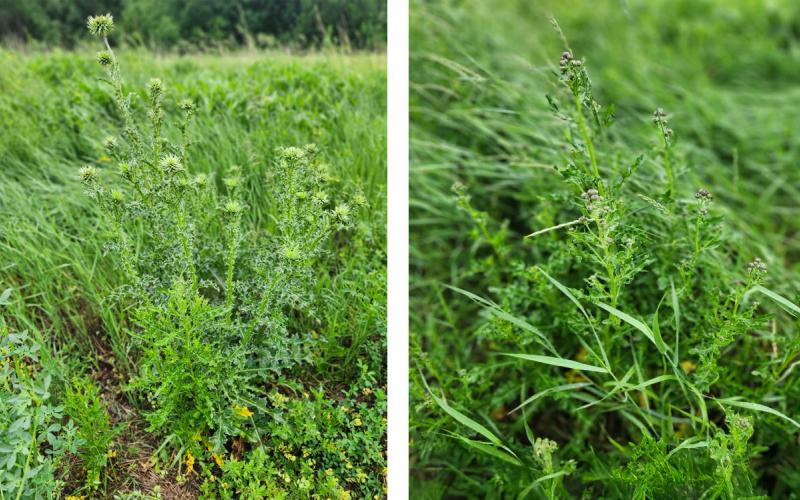 Two pictures of two different species of thistle. Both pictures are filled with a green thistle plant and various green plants in the background.