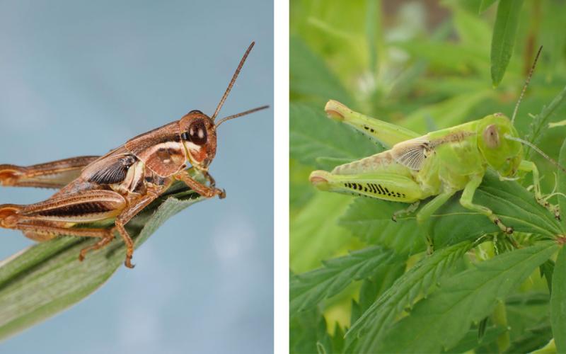 Redlegged and differential grasshopper nymphs.