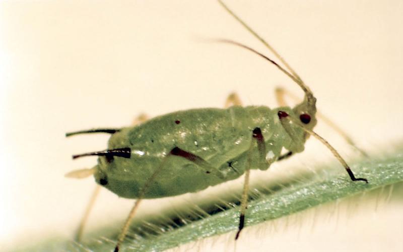 Green aphid with black cornicles and black patterns on legs.