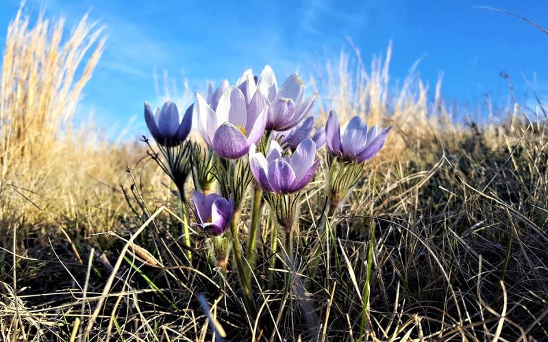 Prairie pasque flowers blooming in early spring.