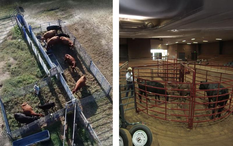 Left: Small group of cattle in a bud box pen. Right: Cattle gathered in a round tub structure.