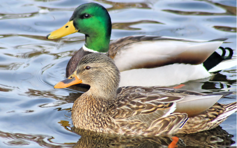 two ducks swimming in a pond
