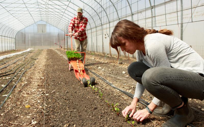 A woman works in the soil inside a high tunnel; a man in the background drags equipment down a row