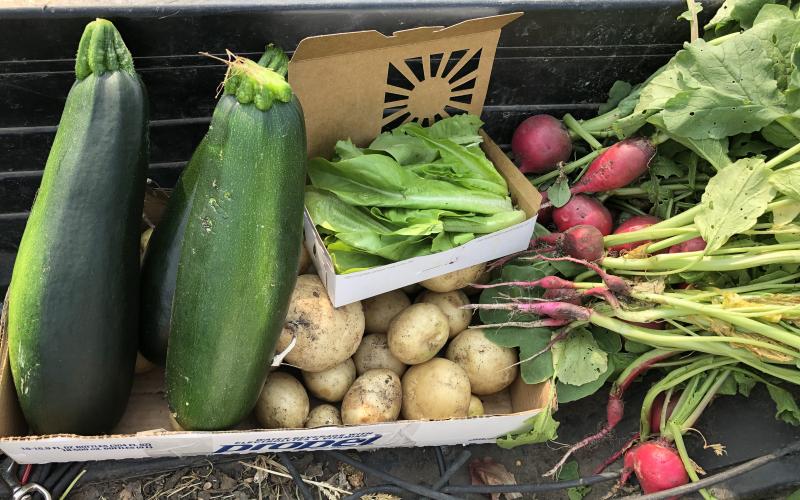 Vegetables are displayed, including zucchini, potatoes and radishes
