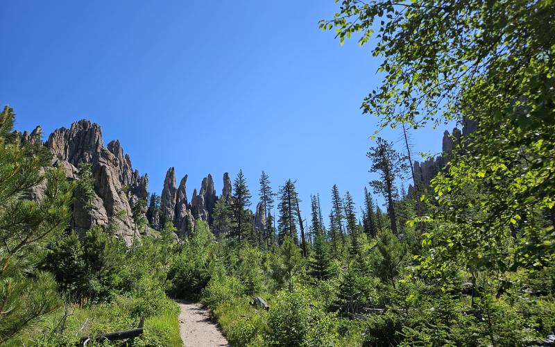 Cathedral Spires trail Tree lined hiking trail at Cathedral Spires