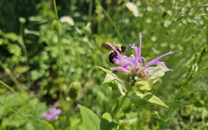 Bee on a bergamot flower in a field Bergamot flower in a field being pollinated by a honey bee