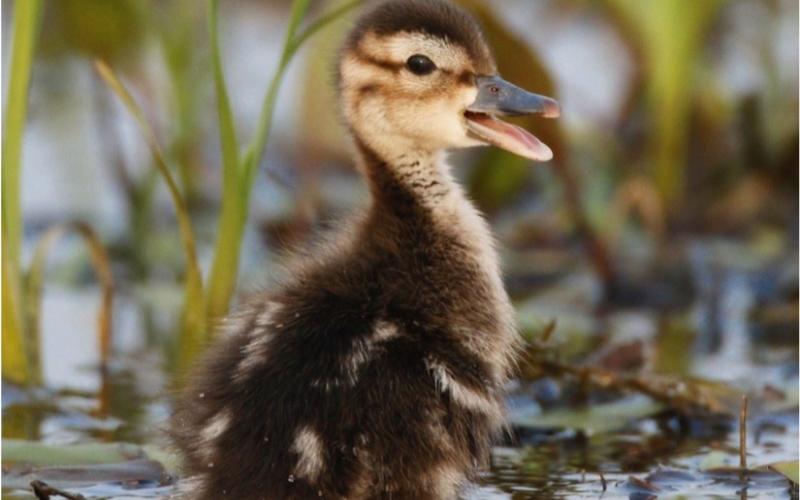 a small brown and yellow duckling in water with green foliage behind it