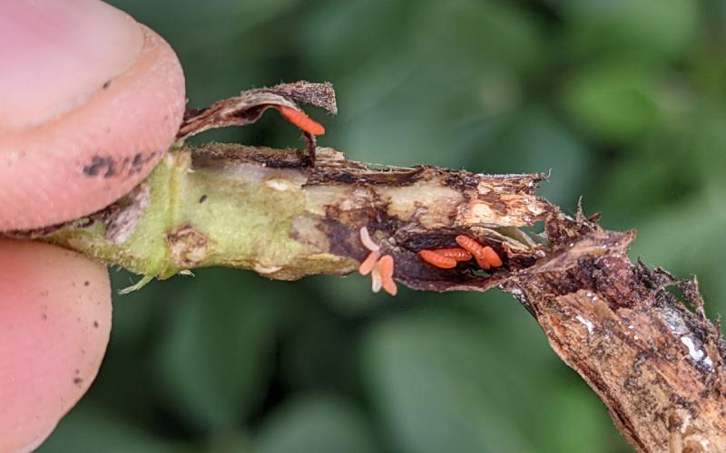 Base of soybean stem with orange larvae present under the epidermis.