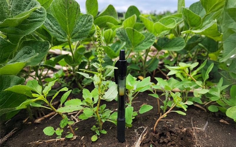 Green waterhemp plant next to a black, ink pen. Green soybeans in the background with brown soil in the foreground.