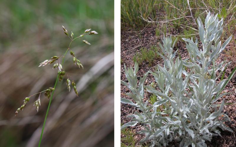 Left: Blade of sweetgrass. Right: Patch of white sagebrush.