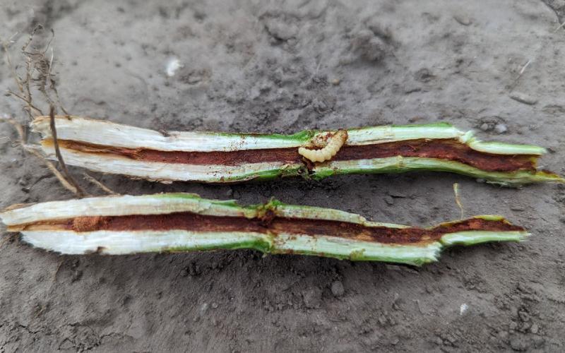 Cream colored larvae on white and green soybean stem on brown dirt.