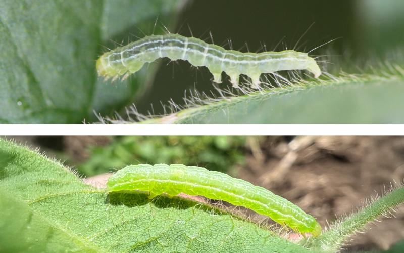 Top: Green cloverworm caterpillar. Bottom: Cabbage looper caterpillar.