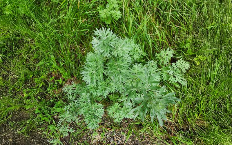A green absinth wormwood plant surrounded by other green vegetation.