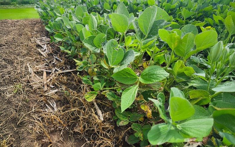 Many green soybean plants within a field that has brown grass and residute.
