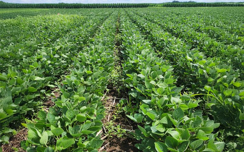 Field of green soybean plants with green corn and blue sky in the background.