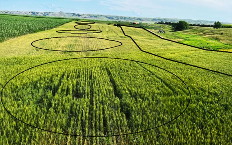 Crop field with various areas highlighted to show variations in crop performance.
