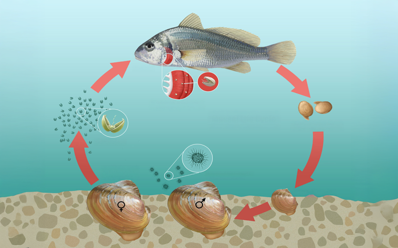 Illustrated diagram of the freshwater mussel lifecycle. For a detailed description, please call SDSU Extension at 605-688-4792.
