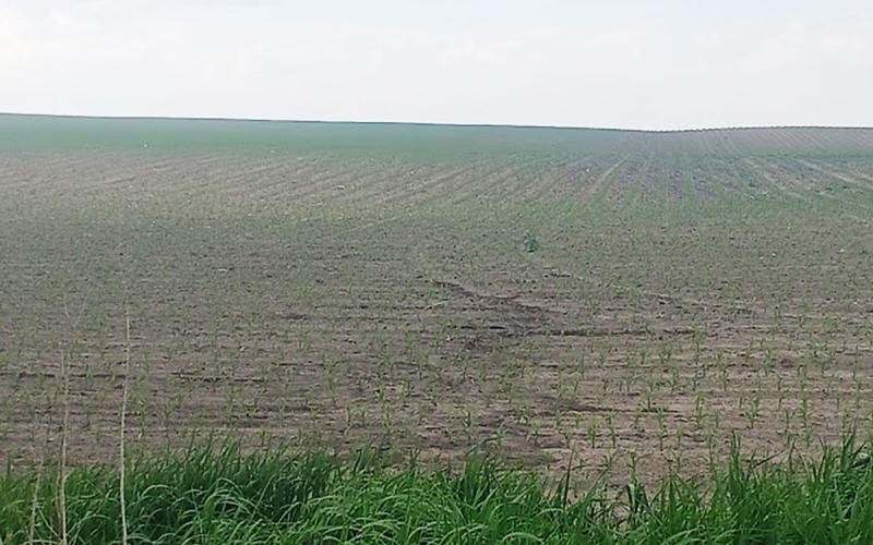 Field showing sheet and rill erosion following a heavy rain event.