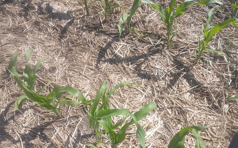 Corn plants emerging in a field with cover crops.