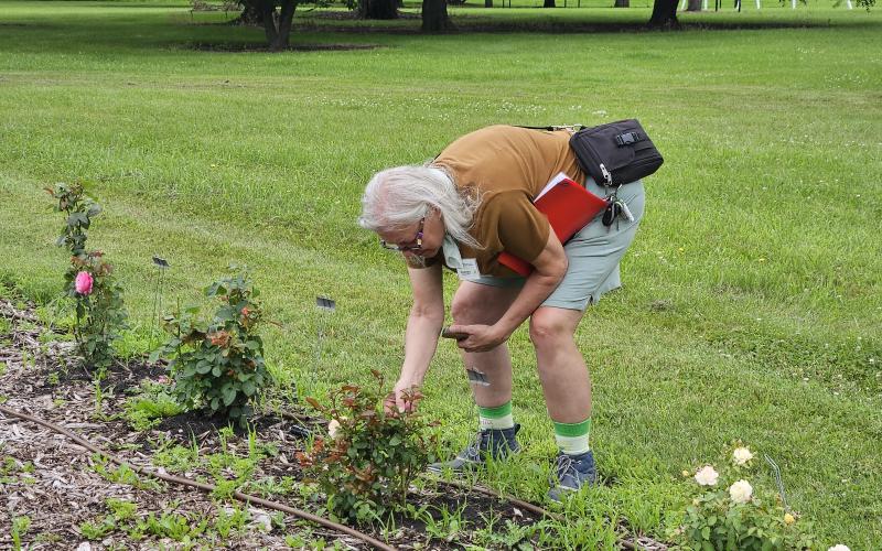 A woman with white hair bends down to check a rose plant