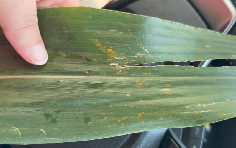 Green corn leaf with yellow rust-colored spots throughout.