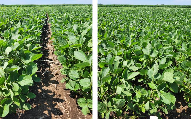 Two pictures of green soybeans with a blue sky in the background.