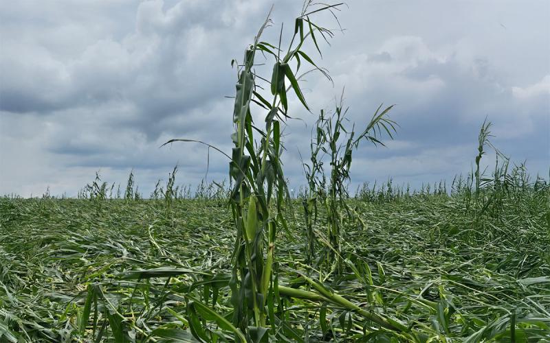 Corn field with severe wind and hail damage.