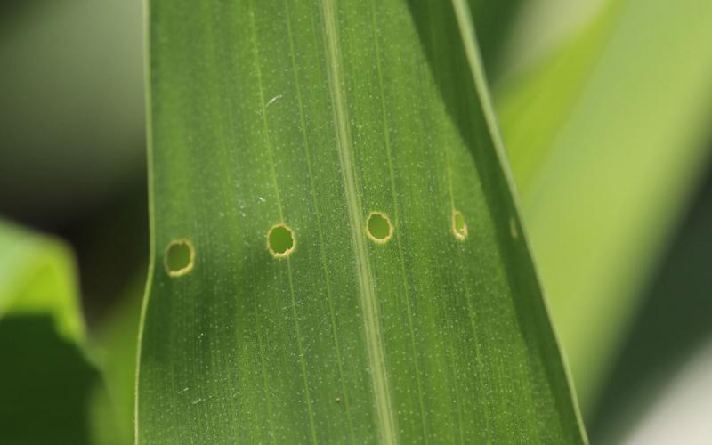 Circular holes in a green corn leaf. The holes are in a straight line.