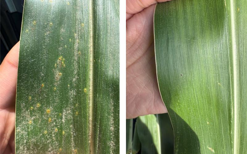 Corn leaf samples with Southern Rust and Tar Spot.